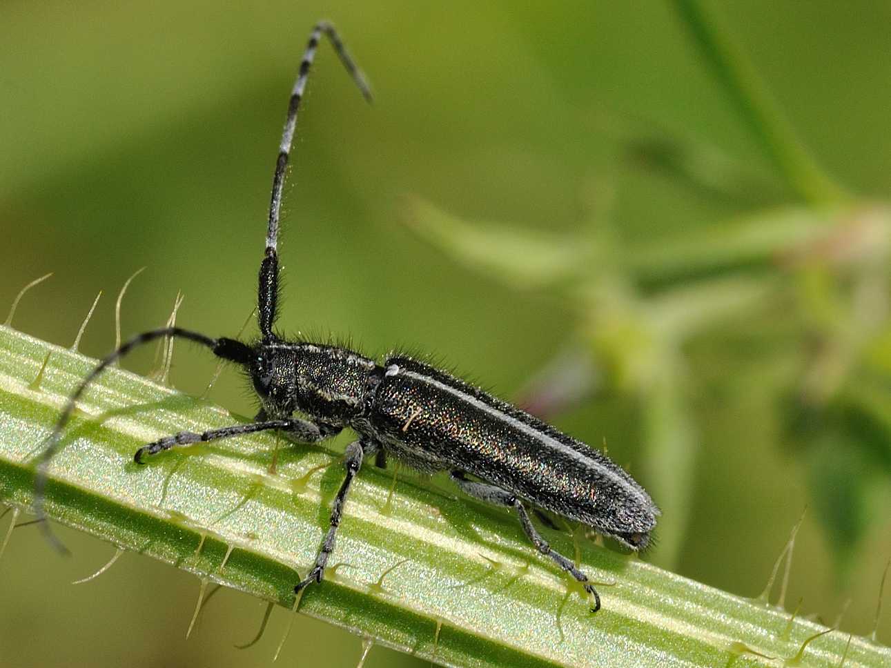 Cerambycidae - Agapanthia sp. ( suturalis ? )